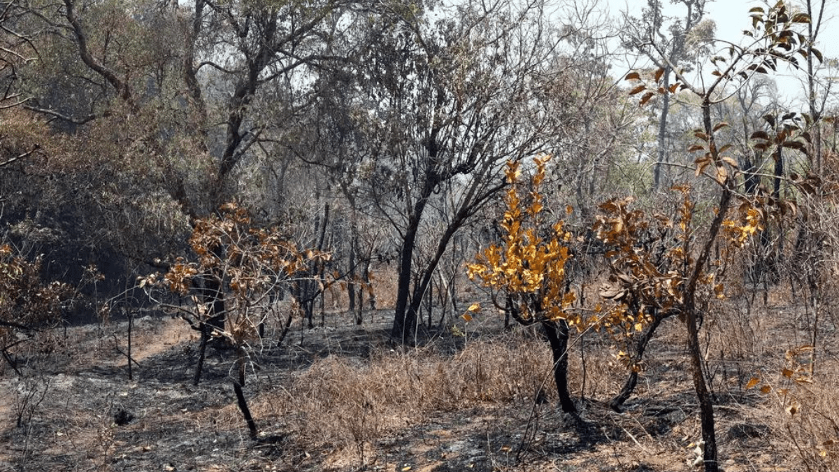 Queimadas - Inflação dos alimentos - Queimadas no Brasil