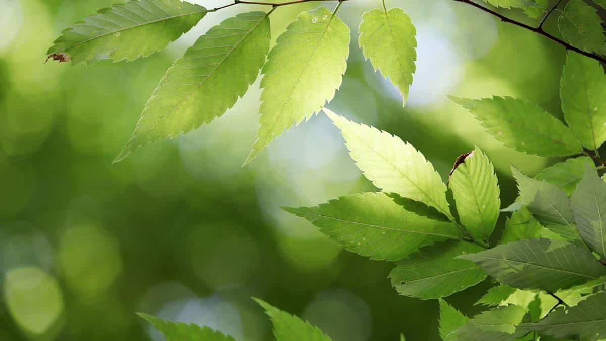 Bioeconomia é tema central em Painel do MDIC sobre práticas sustentáveis para uma nova modelagem econômica