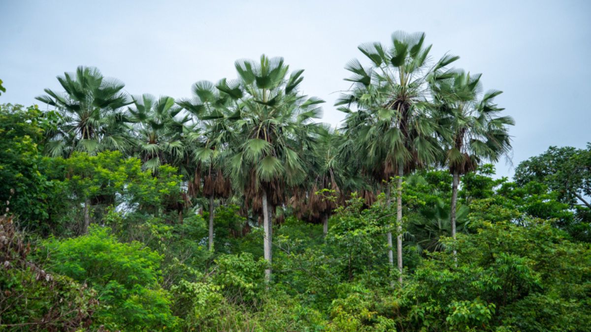 Imagem da cera de carnaúba