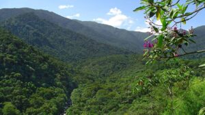 Imagem da Floresta do Parque Nacional do Itatiaia, no qual houve incêndios que gerou multa ao Exército
