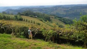Imagem de produtor rural do Rio Grande do Sul, onde os produtores rurais terão acesso a crédito por conta das enchentes