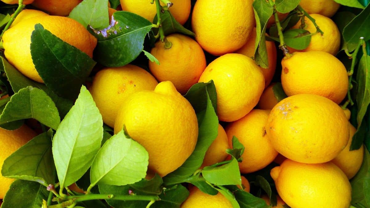 Imagem limão, uma gruta crítica. Preço das frutas