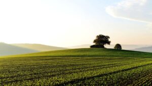 Imagem de uma área rural com um pasto e mato verde para representar a matéria sobre os pedidos de recuperação judicial por parte de produtores rurais.