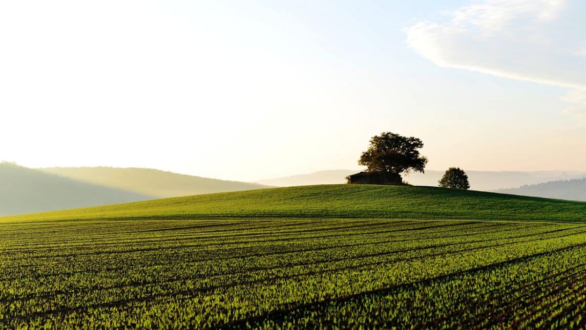 Imagem de uma área rural com um pasto e mato verde para representar a matéria sobre os pedidos de recuperação judicial por parte de produtores rurais.