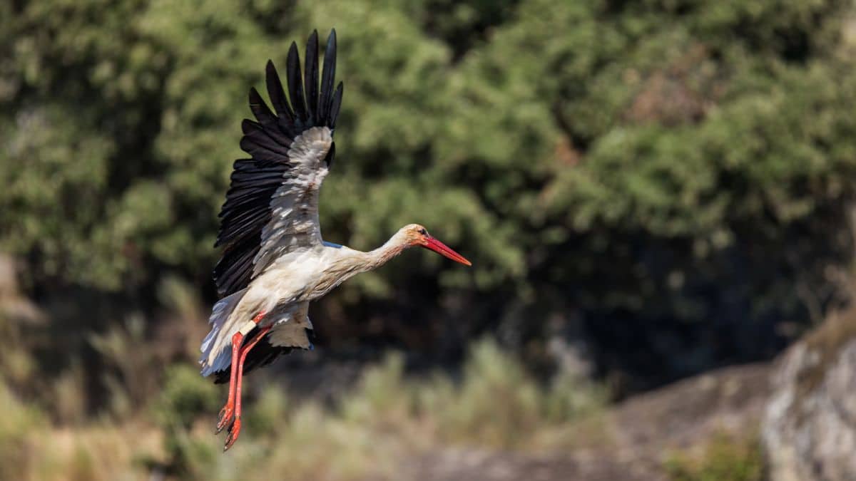 Extinções de aves podem causar perdas bilionárias na economia