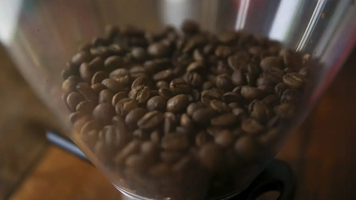 Grãos de café sendo preparados para moenda. Produto foi recorde de exportação em outubro de 2024.