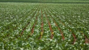 Imagem de uma plantação de soja (tudo verde) para representar a matéria jornalística sobre as cidades mais ricas do Brasil no agronegócio.