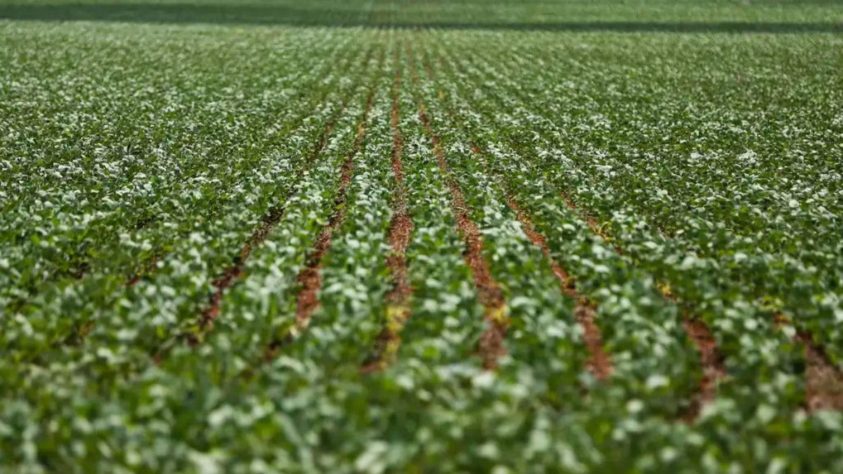 Imagem de uma plantação de soja (tudo verde) para representar a matéria jornalística sobre as cidades mais ricas do Brasil no agronegócio.