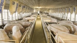 Imagem da criação de porcos com sustentabilidade. Isso resultou na exportação recorde de carne suína em outubro.