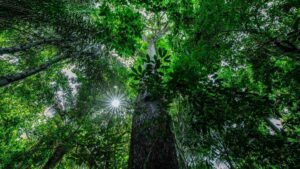 A restauração florestal pode elevar a produtividade da soja em 10 sacas por hectare, destaca estudo do Ipam na COP29.