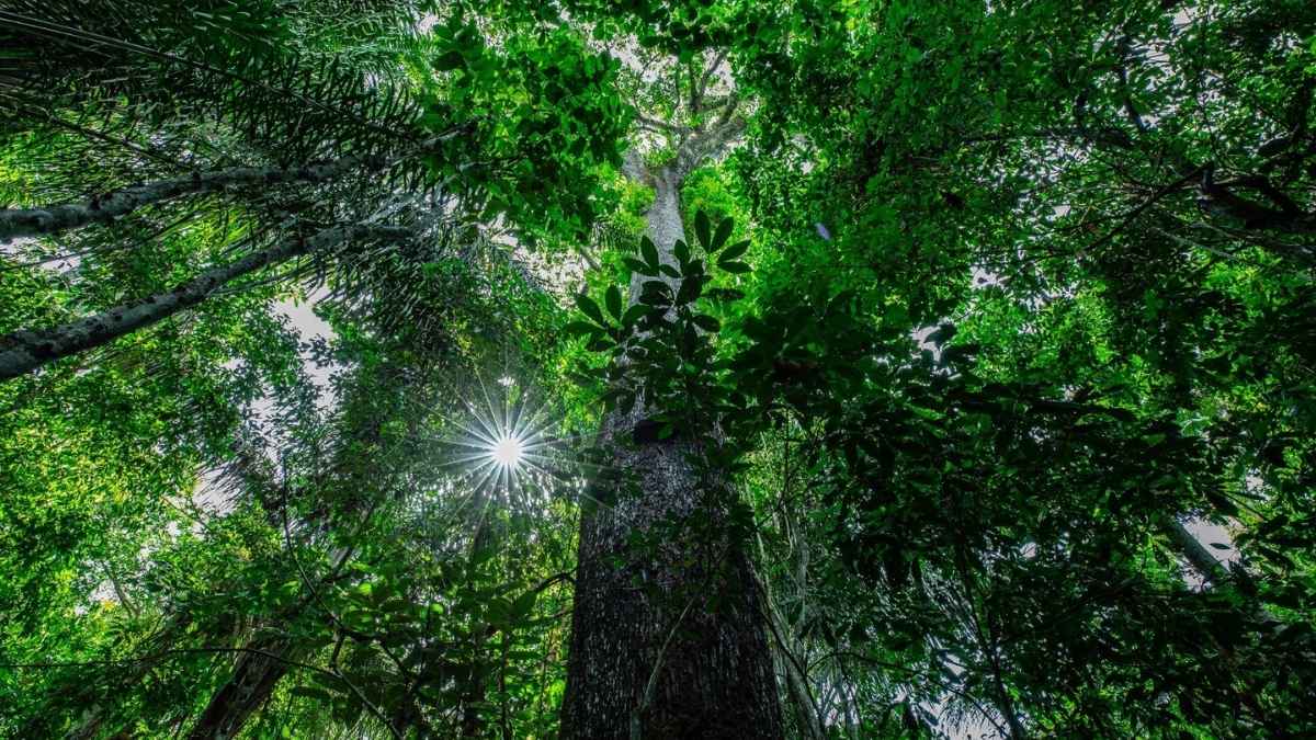 A restauração florestal pode elevar a produtividade da soja em 10 sacas por hectare, destaca estudo do Ipam na COP29.