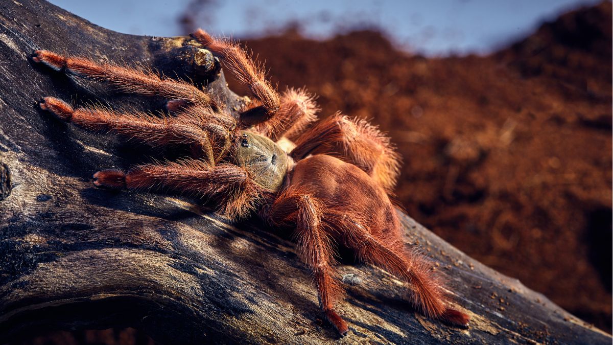 Uma tarântula exótica repousando sobre um tronco, ilustrando o impacto do comércio ilegal de aranhas no Brasil.