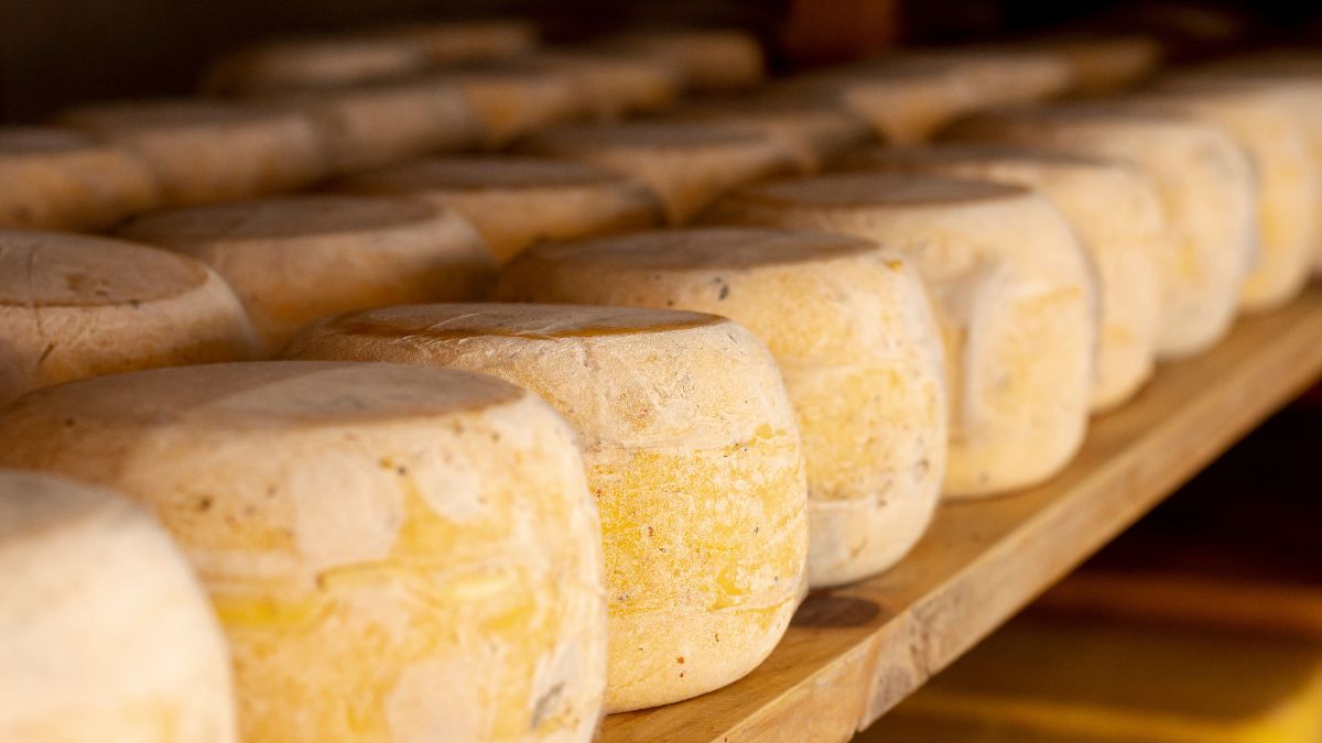 Queijos artesanais em processo de maturação dispostos em uma prateleira de madeira.