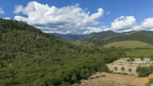 Cachoeiras de Macacu (RJ) 25/11/2024 - Vista de antiga área de pasto, à esquerda, reflorestada pelo Projeto Guapiaçu na Fazenda Vital Brazil para restauração da Mata Atlântica. Ações sustentáveis podem movimentar até US$ 10 trilhões, estima estudo