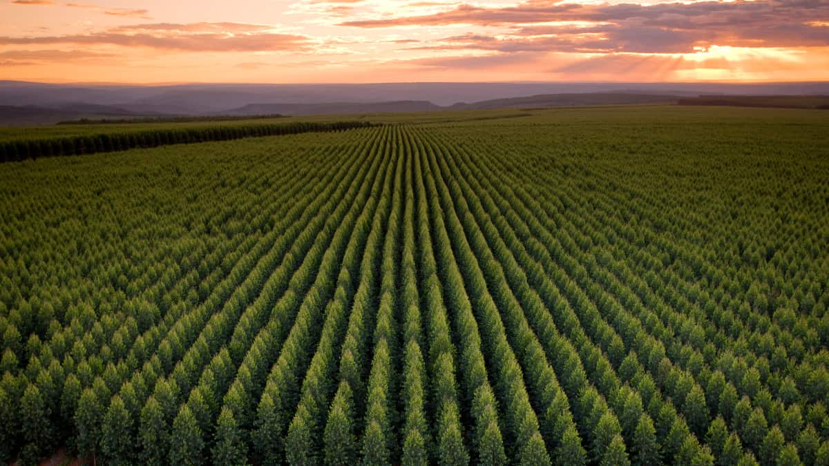 Plantação de eucaliptos no Vale do Jequitinhonha ao pôr do sol, parte das florestas renováveis da Aperam BioEnergia utilizadas para produção de carvão vegetal.