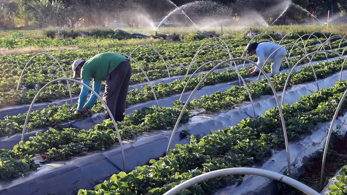 Imagem de dois agricultores no campo em meio ao Desenrola rural, que perdoará até 85% de dívidas de agricultores familiares