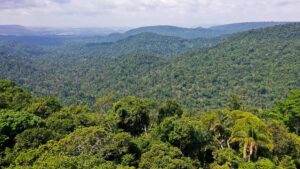 Imagem da floresta amazônica em meio à sanção presidencial da lei de créditos de carbono