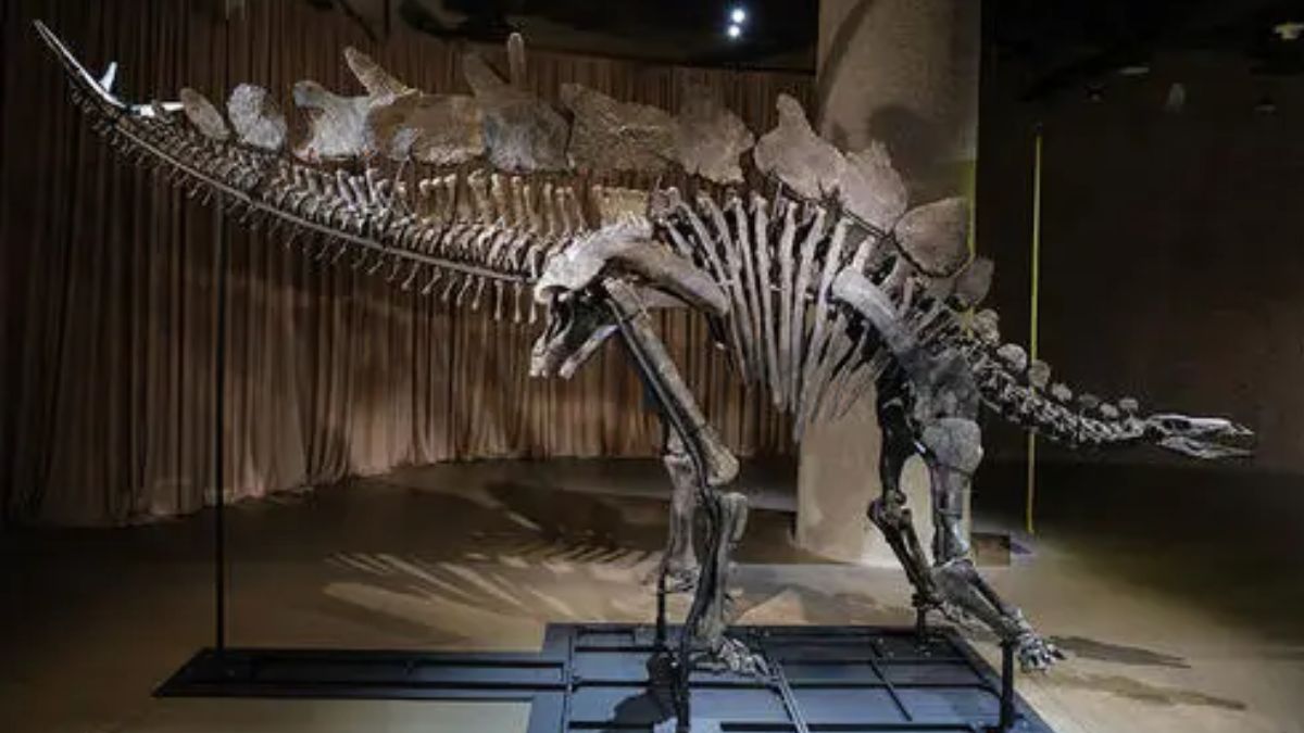 Fóssil do dinossauro de R$ 260 milhões, Apex, exposto em museu.