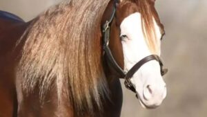 Imagem do Cavalo Gênesis 66, o mais caro do Brasil.