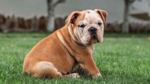 Descubra os cachorros mais caros do mundo, suas características únicas e os fatores que fazem algumas raças custarem valores impressionantes.
