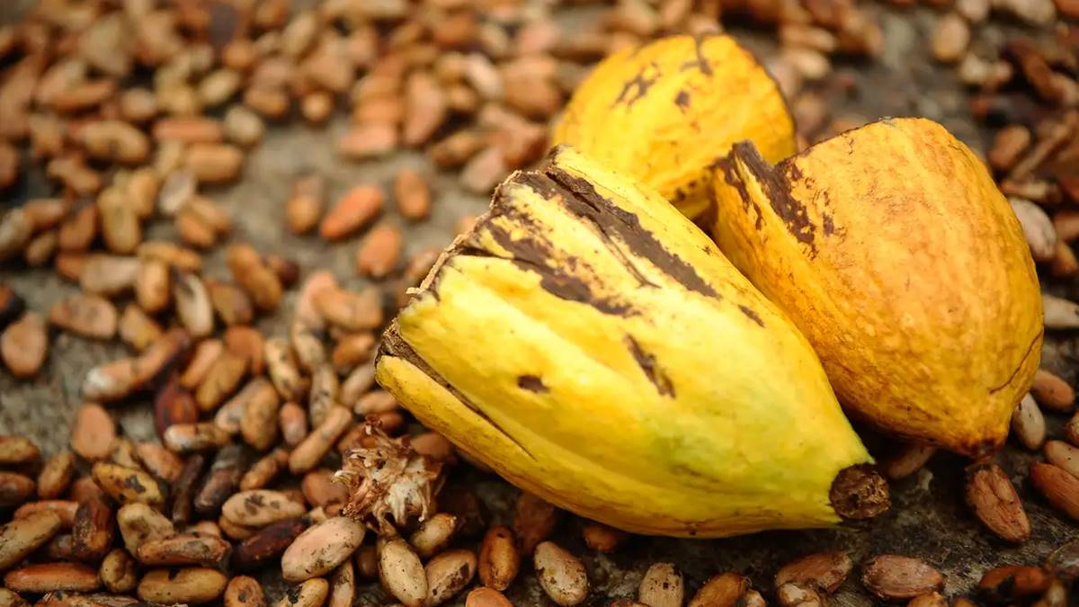 Imagem de cacau. Exportação de cacau na Bahia bate recorde