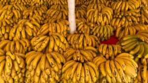 Pilhas de bananas frescas representando a produção de banana no Ceará, destacando a sustentabilidade e o crescimento do setor.