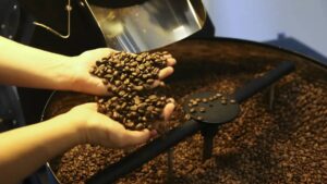 Imagem de colheita de café. produção de café terá queda em 2025, aponta Conab