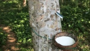 Extração de borracha nativa na Amazônia: seringueira sendo explorada de forma sustentável, com látex escorrendo para um recipiente de coleta