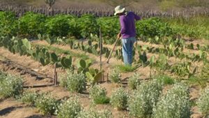 Imagem de produtor no campo. Governo planeja crédito ao médio produtor