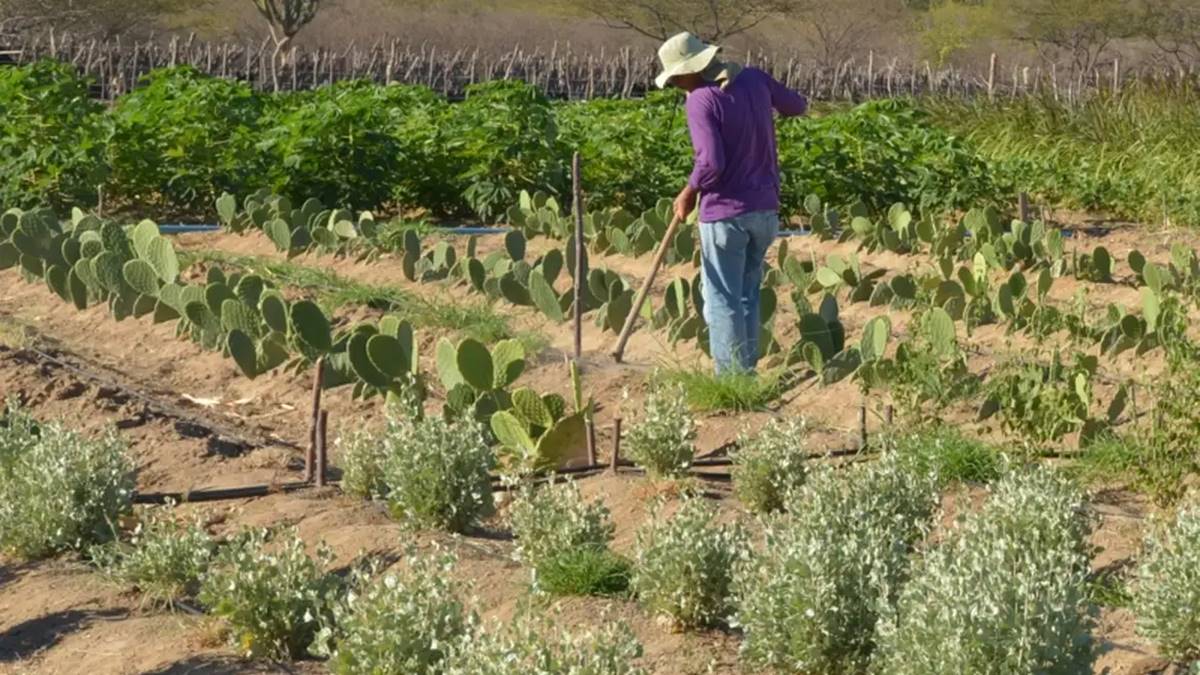 Imagem de produtor no campo. Governo planeja crédito ao médio produtor