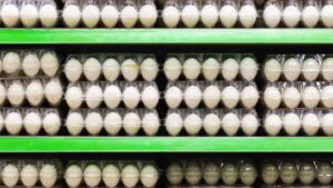 Prateleiras de supermercado repletas de ovos brancos em embalagens plásticas. A alta no consumo e nas exportações elevou o preço do ovo ao maior nível desde 2013.
