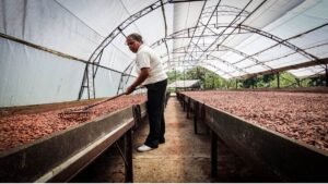 Produtora rural manuseia amêndoas de cacau secando sob estufa, representando o impacto do investimento em cacau na agricultura familiar.