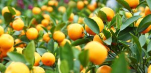 A imagem mostra uma lavoura de laranja para representar que o Preço da laranja sobe 4,19% em meio ao calor intenso e alta demanda