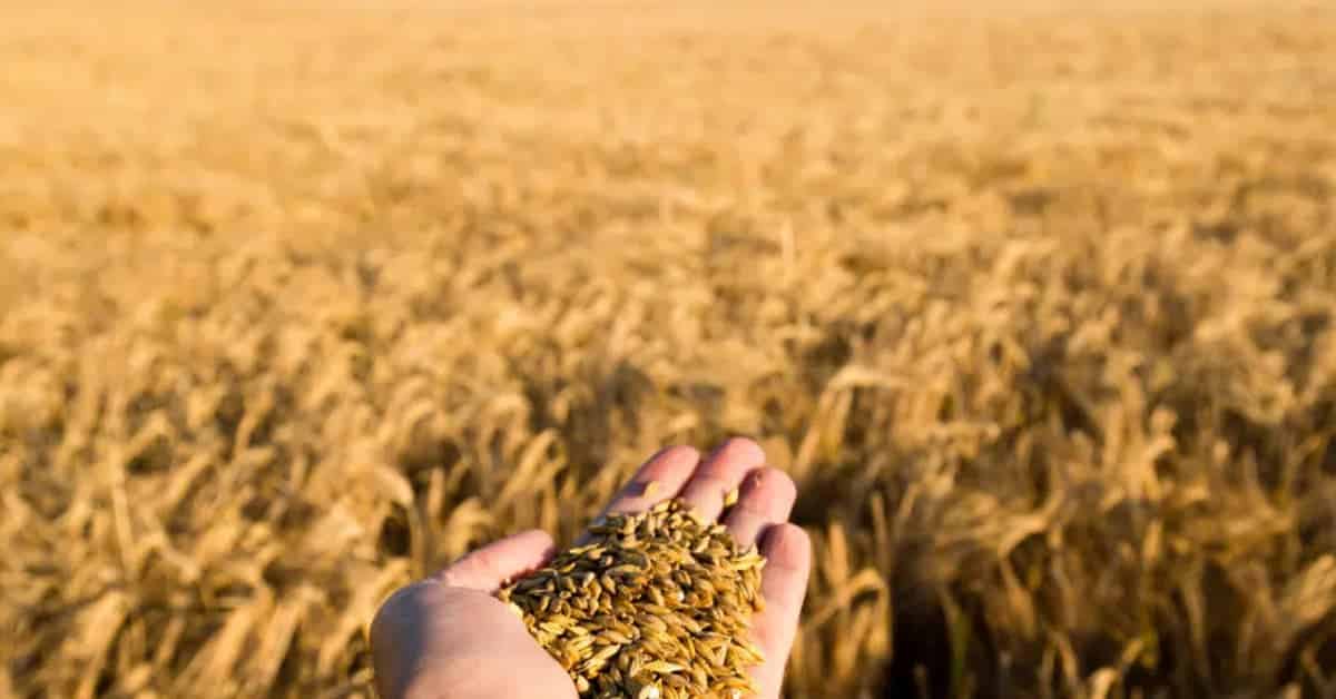 Grãos colhidos em lavoura madura ilustram a safra de grãos em 2025 e seu impacto na economia