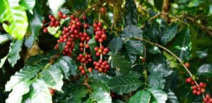 A imagem mostra uma plantação de café brasileiro.