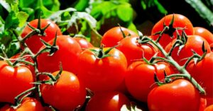Tomate pressiona inflação e eleva o IPCA-15 de abril no Brasil