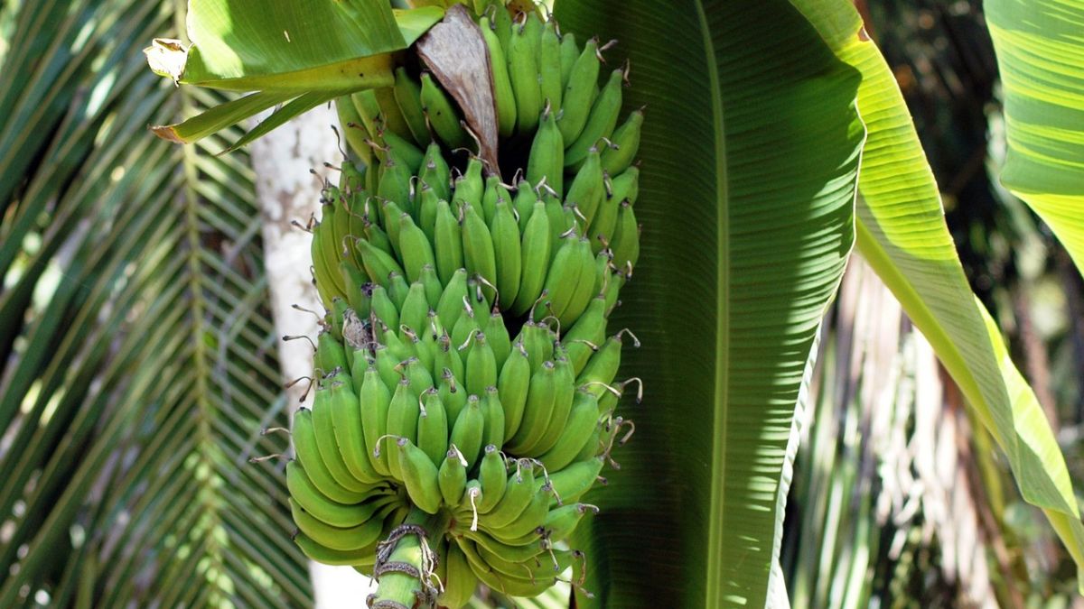 Especialistas defendem crescimento vertical da produção de banana no Brasil, com manejo eficiente, sem expansão de área cultivada.