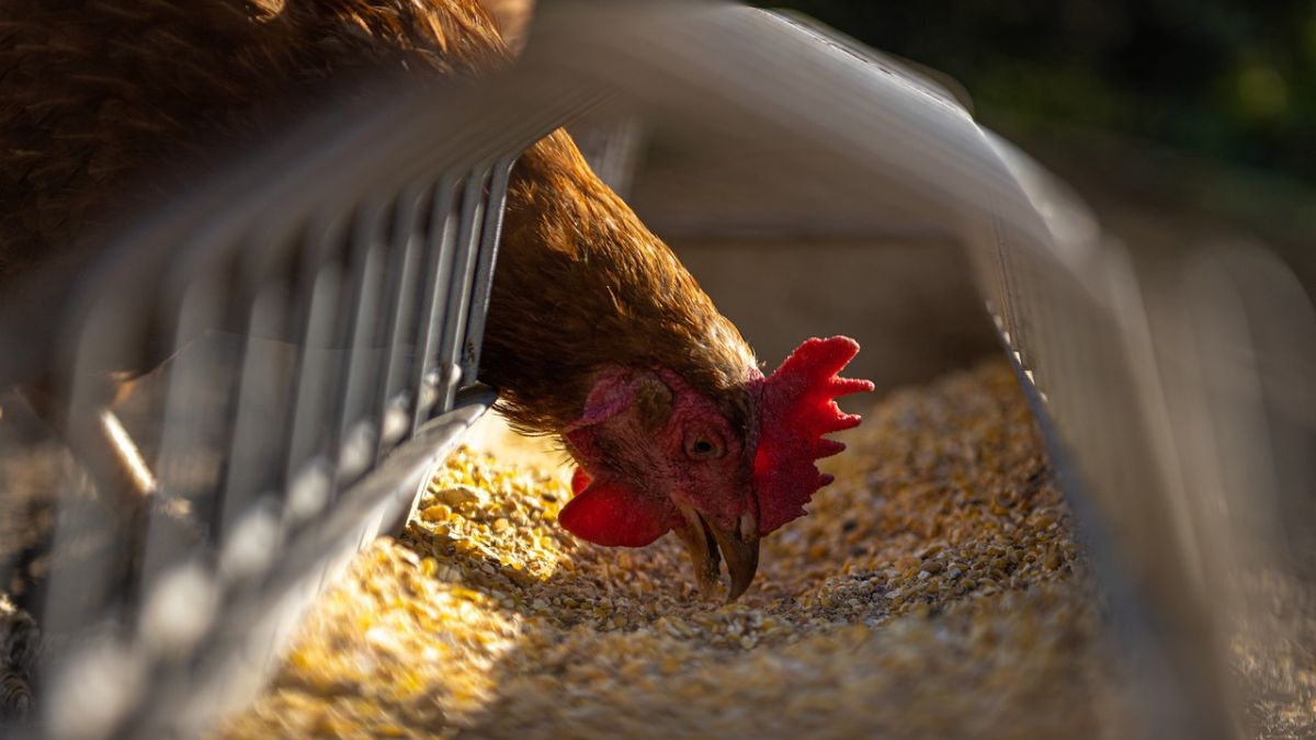 Surto de gripe aviária em granja do RS faz mais de 30 países suspenderem compras de carne de frango brasileira por prevenção sanitária.