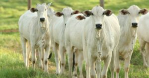 A imagem mostra vários bois para representar os preços do boi