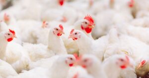 A imagem mostra frangos para representar a queda de preços do frango é prevista após surto de gripe aviária