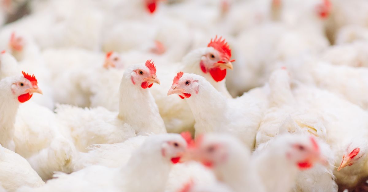 A imagem mostra frangos para representar a queda de preços do frango é prevista após surto de gripe aviária