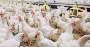 Fiscalização sanitária após suspensão da importação de frango brasileiro