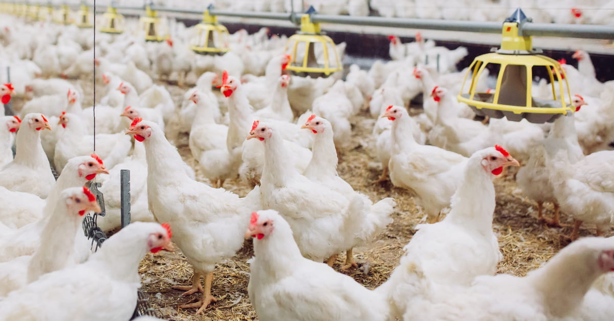 Fiscalização sanitária após suspensão da importação de frango brasileiro