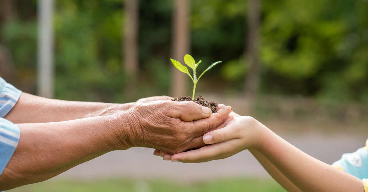 Mãos segurando muda de planta simbolizam a Semana do Meio Ambiente em Jaguaruana