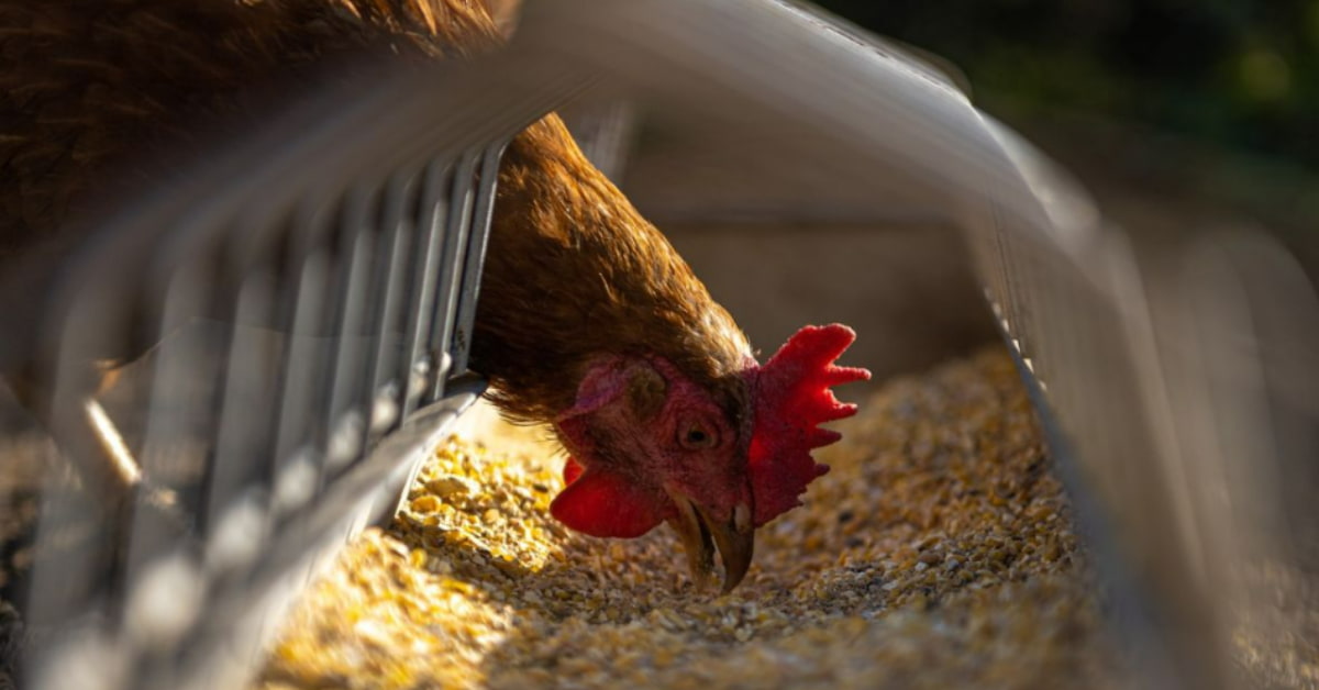 Casos de gripe aviária no Brasil são descartados e exportações de carne de frango podem ser retomadas