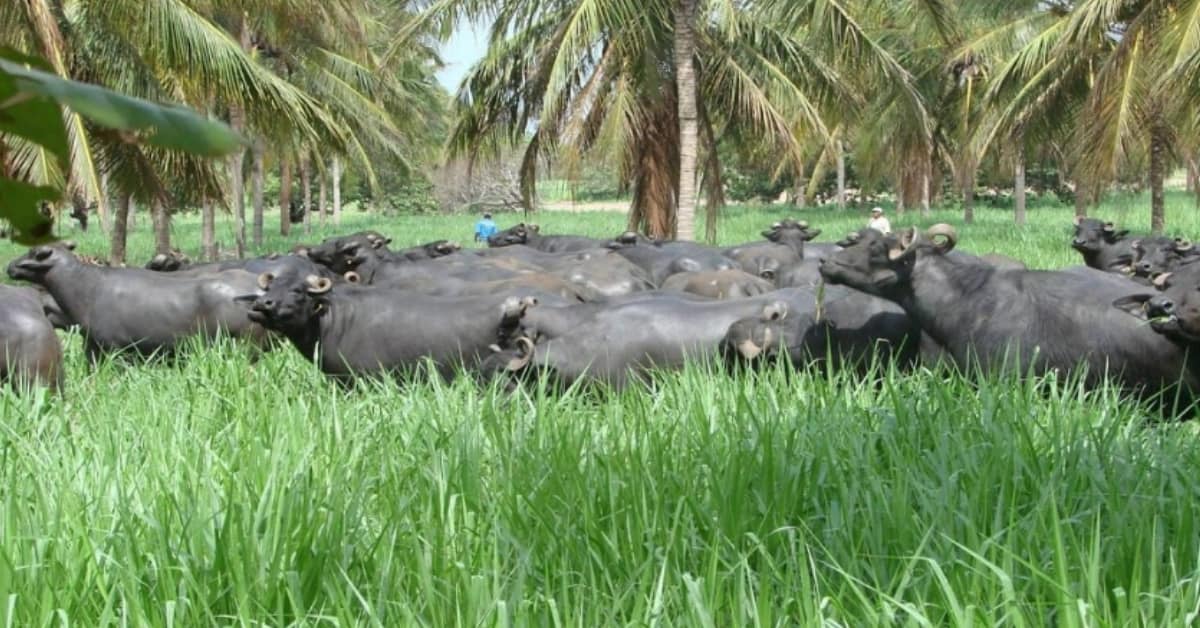 Queijos artesanais e burrata feitos com leite de búfala destacam o crescimento dos laticínios premium no Brasil