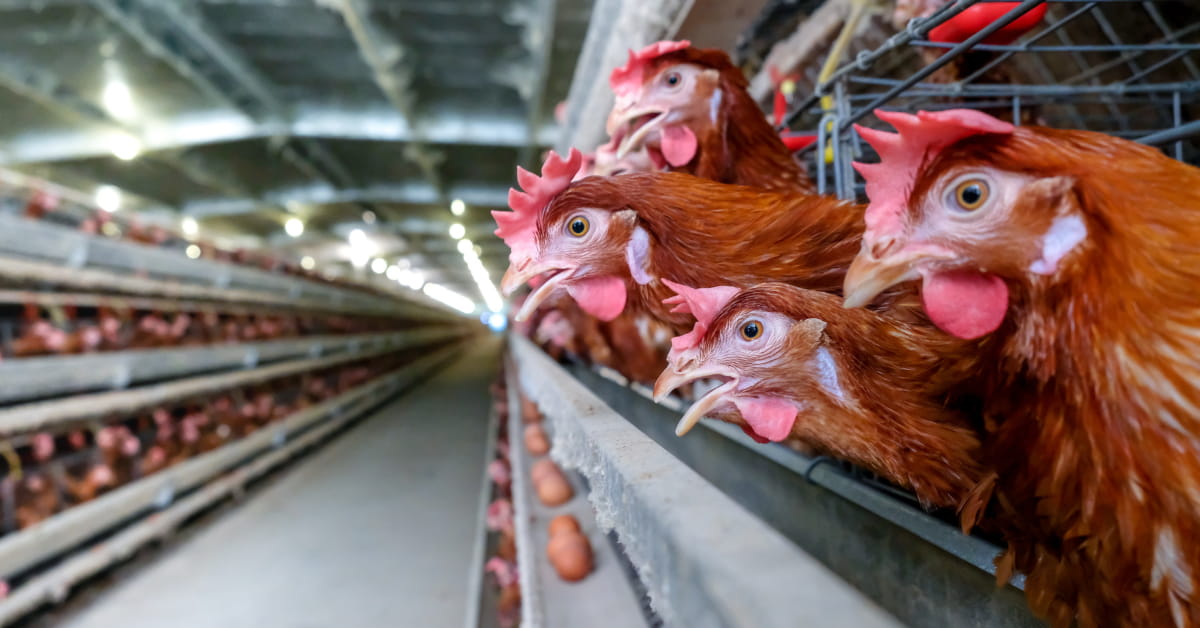 Gripe aviária no Brasil afeta ações de frigoríficos na Bolsa