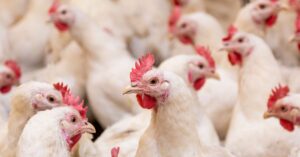 Frangos brancos em granja comercial representando o impacto da gripe aviária nas exportações de carne de frango do Brasil.