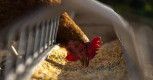 Fiscalização sanitária em granja comercial durante caso de gripe aviária no RS