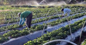 Trabalhadores em plantação irrigada realizam colheita protegida por estrutura de cultivo, representando o contexto do seguro rural obrigatório.